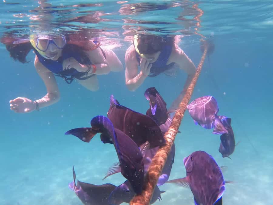 Akumal Beach: Ecologic Turtle Snorkeling Tour & Gopro Photos - Akumal Bay and the Turtle Circuit: the point of this tour