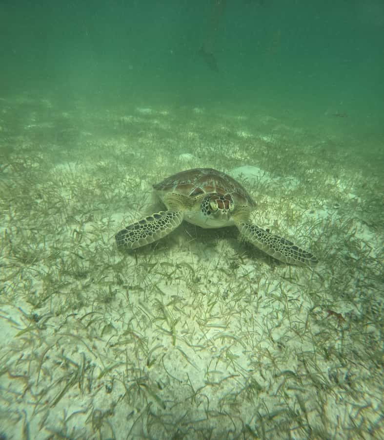 Akumal Beach: Ecologic Turtle Snorkeling Tour & Gopro Photos - What you’re doing in the water: roped areas, turtle sightings, and real wildlife