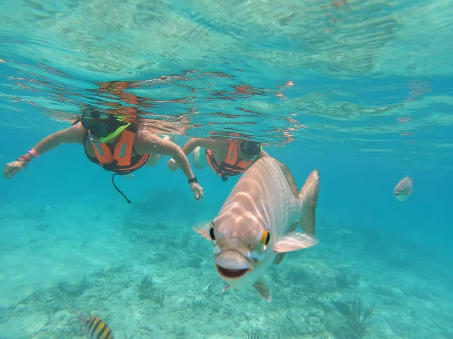 Akumal Beach: Ecologic Turtle Snorkeling Tour & Gopro Photos - GoPro photos included: what you’ll get and when