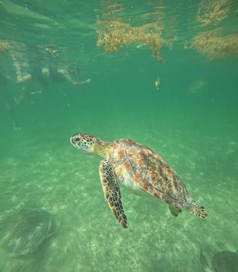 Akumal Beach: Ecologic Turtle Snorkeling Tour & Gopro Photos - Gear and comfort: what’s included, what to bring