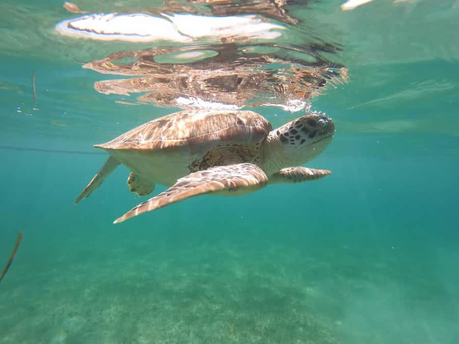 Akumal Beach: Ecologic Turtle Snorkeling Tour & Gopro Photos - Who this tour suits best, and who should think twice