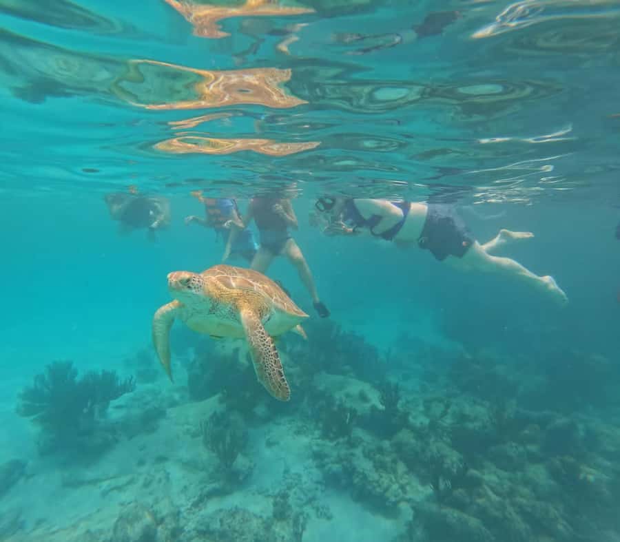 Akumal Beach: Ecologic Turtle Snorkeling Tour & Gopro Photos - Where you meet and how the day flows