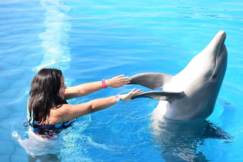 Akumal: Dolphin Encounter - The trainer talk: conservation, diet, and dolphin behavior