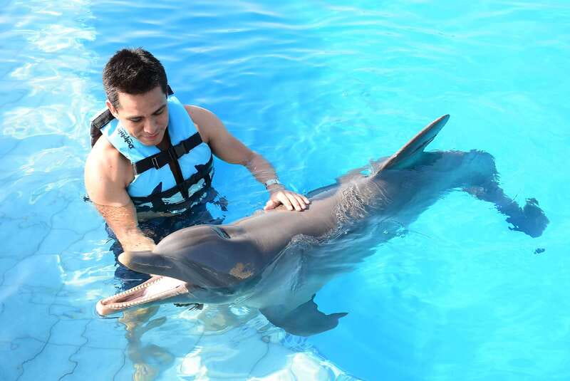 Akumal: Dolphin Encounter - Entering the water: games, handshakes, and fin-shaking