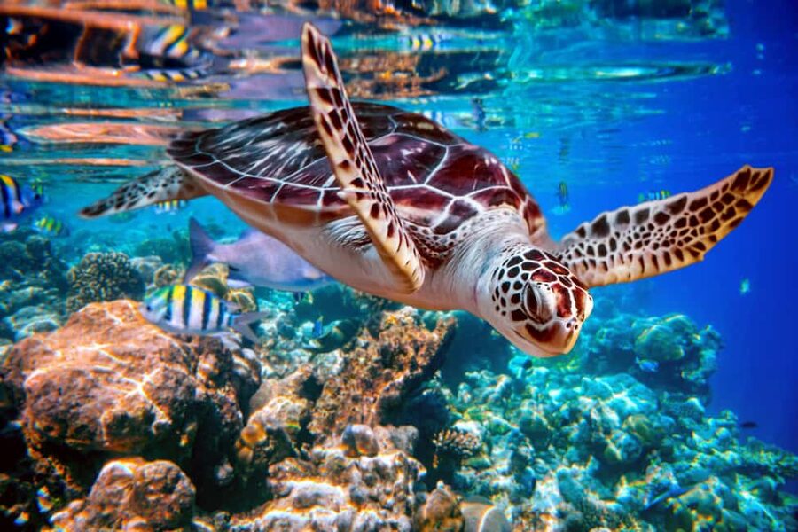 Akumal: Snorkel with Marine Fauna and an Expert Guide - Entering Akumal Bay with a certified guide, not a turtle chase