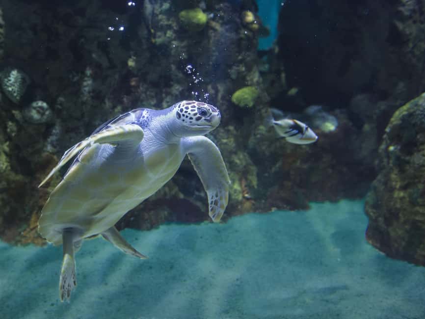 Akumal: Snorkel with Marine Fauna and an Expert Guide - What you’ll actually see: turtles, fish, sting rays, and more