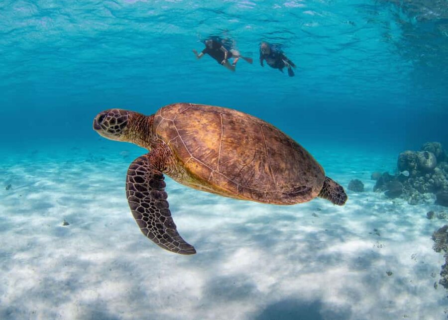 Akumal: Snorkel with Marine Fauna and an Expert Guide - Facilities and beach time after your 1.5-hour swim