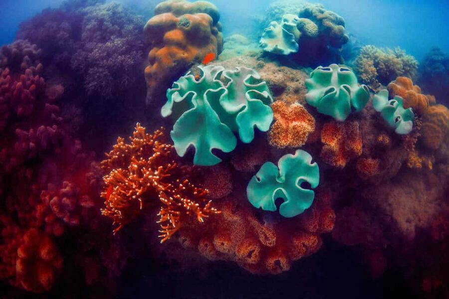 Akumal: Snorkel with Marine Fauna and an Expert Guide - Price and value: why $45 for Akumal often feels fair