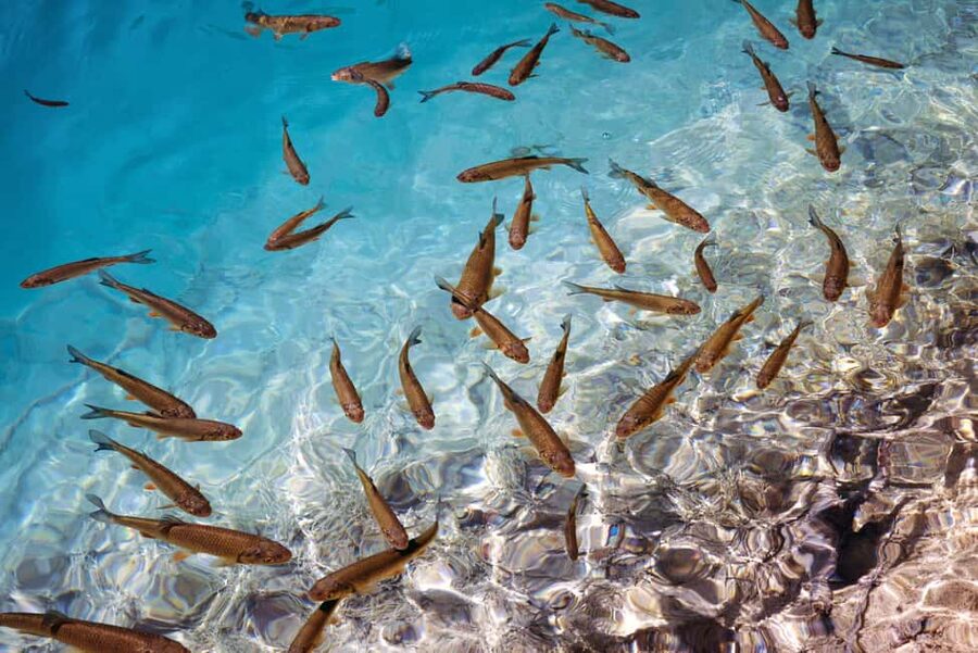 Akumal: Snorkel with Marine Fauna and an Expert Guide - What to bring (and what to skip for turtle safety)