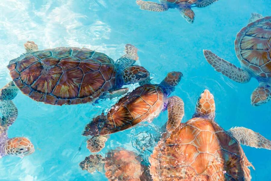 Akumal: Snorkel with Marine Fauna and an Expert Guide - Safety briefing, life jackets, and gear that reduce stress