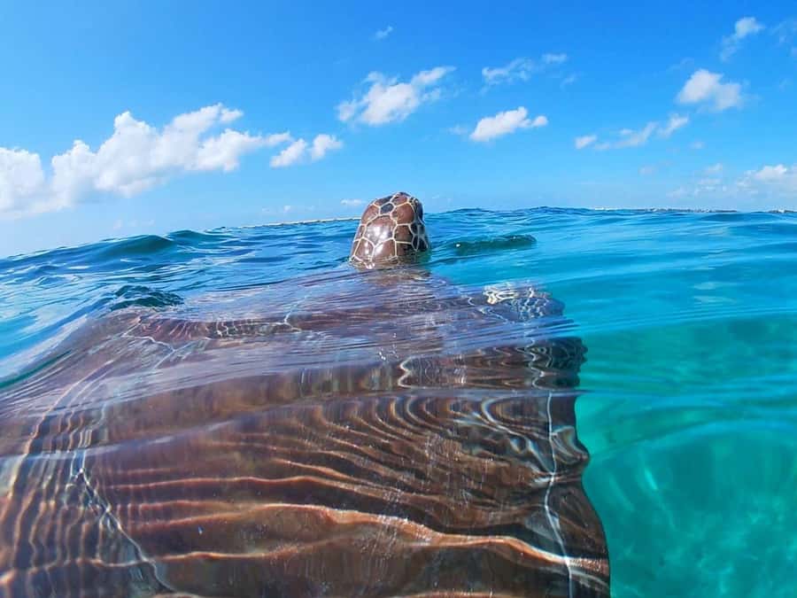 Akumal: Swim with Sea Turtles and Coral Reefs. - Quick highlights you can plan around