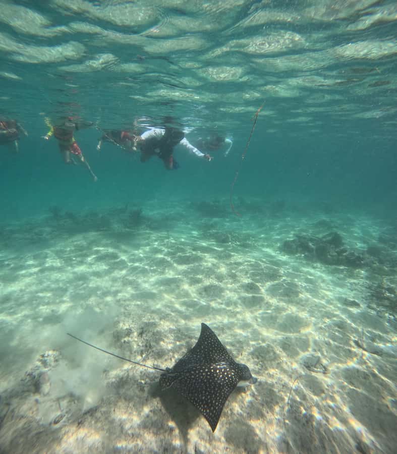 Akumal: Swim with Sea Turtles and Coral Reefs. - What you’ll realistically see: calm turtles and reef fish along the route