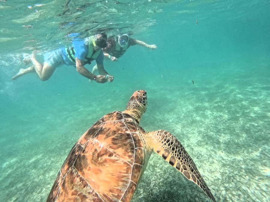 Akumal: Swim with Sea Turtles and Coral Reefs. - Finding Akumal Mayan Trips: the meeting point math actually helps