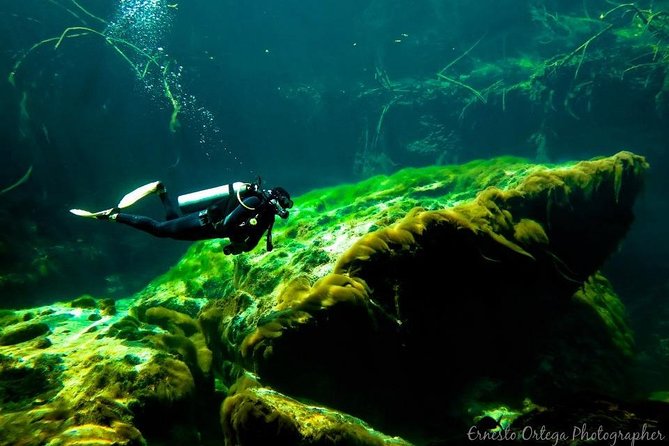 Amazing beginner dive in Tulum cenote (or refresher dive) - Casa Cenote in the mangroves: what you actually see underwater
