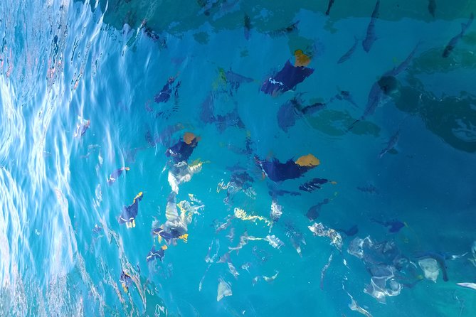 Arch Tour with Amazing Captain in Cabo San Lucas - Glass Bottom Views, and What You Actually See