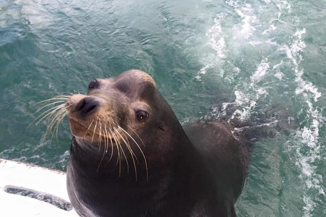 Arch Tour with Amazing Captain in Cabo San Lucas - Meeting Dock One Without Losing 30 Minutes