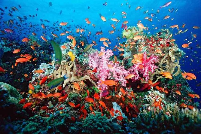 ATV Adventure Combo with Snorkeling, Ziplines, Cenote, and Lunch - Getting to the Reef Park: National Reef Park Timing and the Current Factor