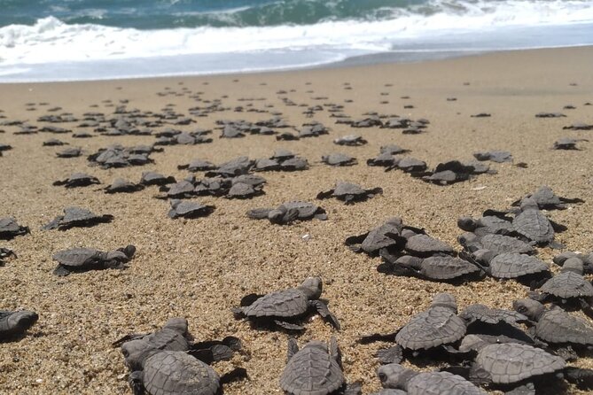 Baby Sea Turtle Releasing Sightseeing Tour with Luis de la Maza - Key highlights to look for