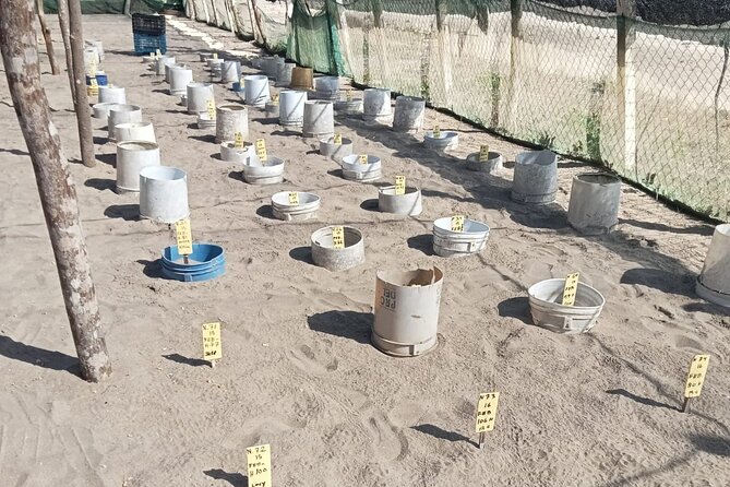 Baby Sea Turtle Releasing Sightseeing Tour with Luis de la Maza - Getting to Juluchuca: the 2pm start, hotel pickup, and rural transfers