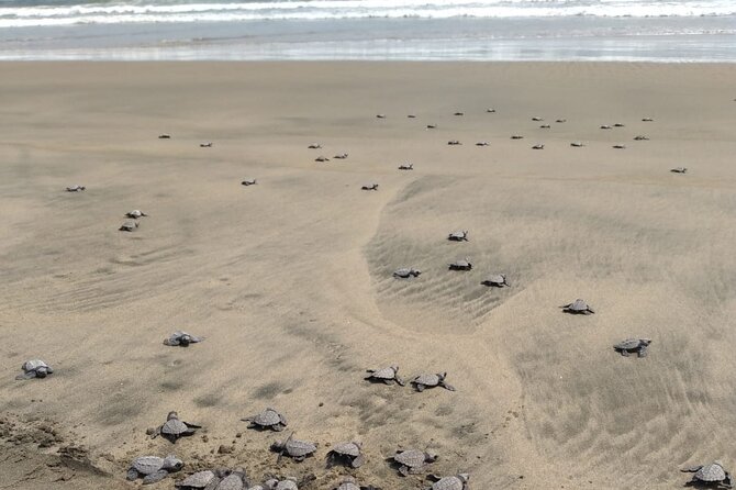 Baby Sea Turtle Releasing Sightseeing Tour with Luis de la Maza - The release at the surfline: wet sand, about 25 feet, and the waiting part