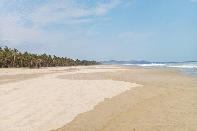 Baby Sea Turtle Releasing Sightseeing Tour with Luis de la Maza - Comfort, timing, and practical tips for a smooth turtle release day