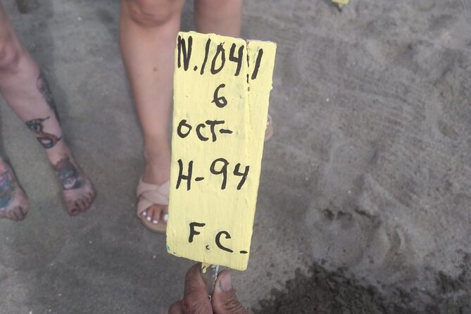 Baby Sea Turtle Releasing Sightseeing Tour with Luis de la Maza - From nest discovery to hatchlings: eggs, sand, and what happens before the release