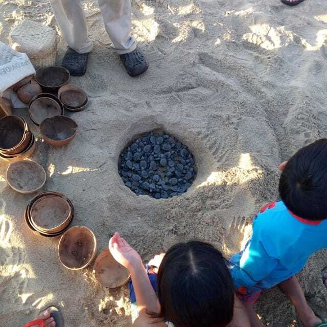 Baby Sea turtles release in Puerto Escondido - FAQ
