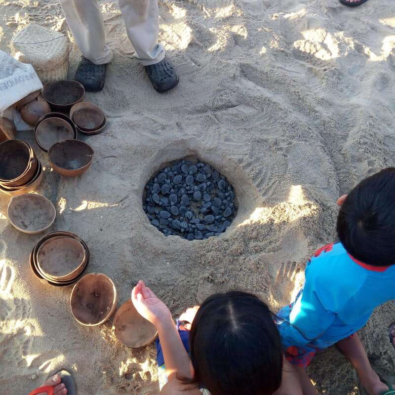 Baby Sea turtles release in Puerto Escondido - Sea turtle hatchlings at Palmarito: what this sunset release really is