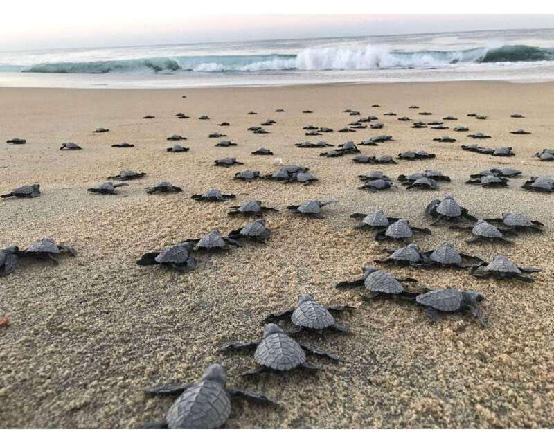 Baby Sea turtles release in Puerto Escondido - Pickup from Puerto Escondido at 16:00: timing that affects the whole experience
