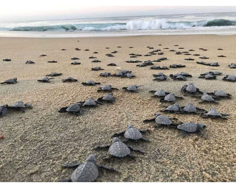 Baby Sea turtles release in Puerto Escondido - Price and value: why $51 can feel fair, or pricey
