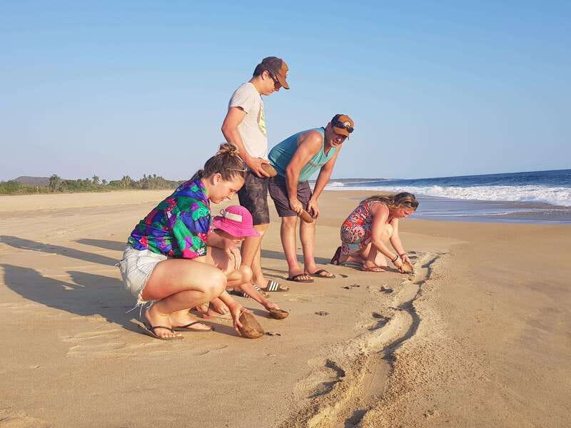 Baby Sea turtles release in Puerto Escondido - The incubation camp lesson: Olive Ridley, Green/Black, and Leatherback life cycles