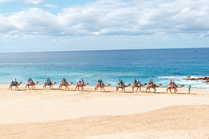 Beach Camel Ride and Encounter in Cabo - Price and value: how $71.25 adds up in real life