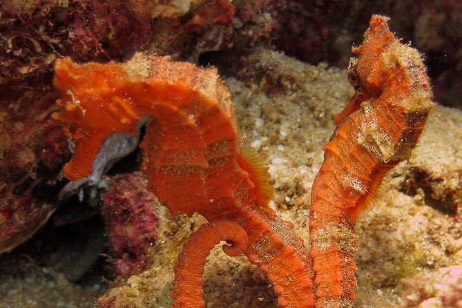Beginner Scuba Diving in Cabo San Lucas - Gear and comfort: what’s included, what you may still rent