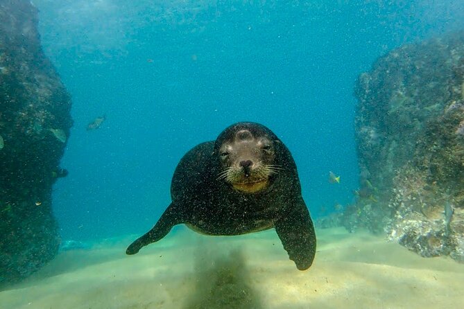 Beginner Scuba Diving in Cabo San Lucas - Instructor factor: the names that show up for a reason