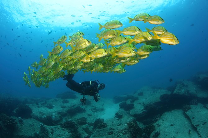 Beginner Scuba Diving in Cabo San Lucas - From check-in to the boat: your 4-hour rhythm