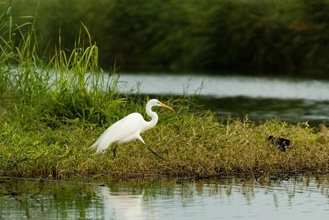 Birding San Jose Estuary Los Cabos Mexico - Why the San Jose Estuary is a bird magnet in Cabo