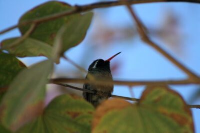 Birding San Jose Estuary Los Cabos Mexico