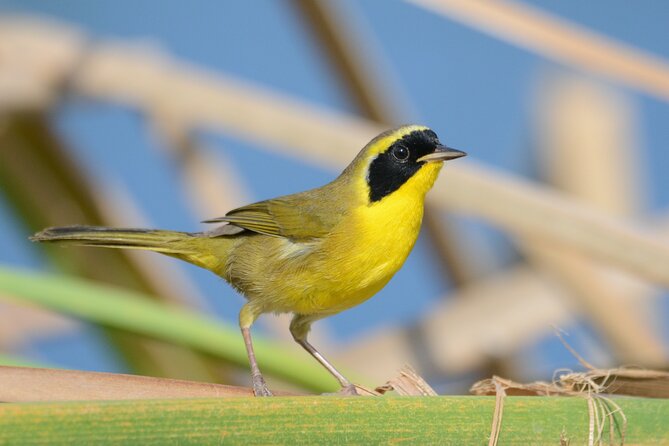 Birding San Jose Estuary Los Cabos Mexico - Practical watchouts: parking time, the boat portion, and sound playback
