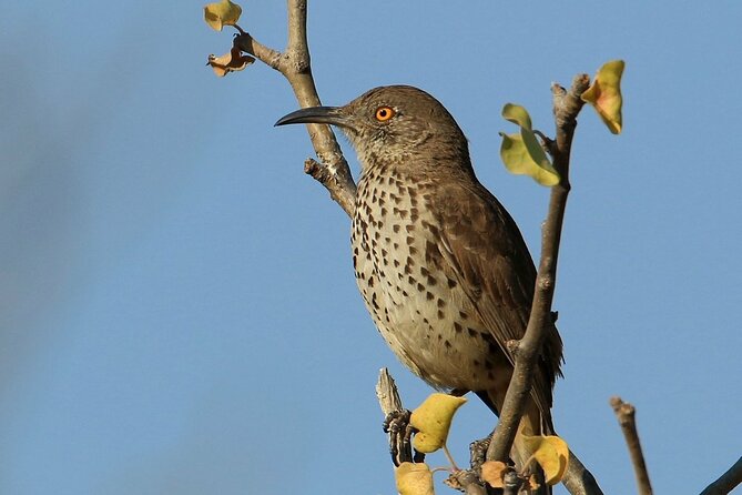 Birding San Jose Estuary Los Cabos Mexico - Who should book this birding tour, and who might skip it