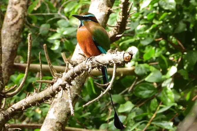 Birds of the Mayan World 1 - Why birdwatching on Puerto Morelos cenote trails is so effective