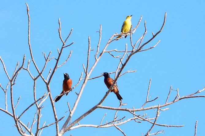Birds of the Mayan World 1 - Getting the right kind of guide, Jose and Gil as examples