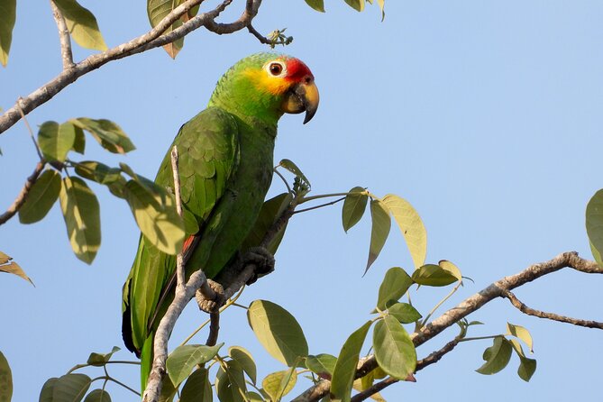 Birds of the Mayan World 1 - Low-impact touring on foot: how to get the most while staying respectful