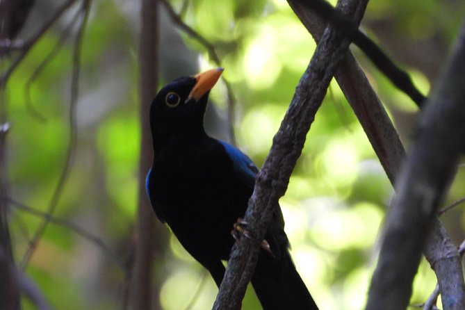 Birds of the Mayan World 1 - Getting ready: what to pack and how to plan your day