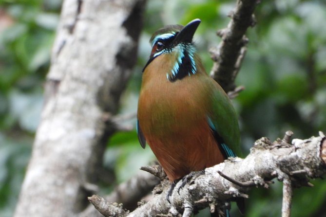 Birds of the Mayan World 1 - Who this tour suits best (and who might want to choose another style)