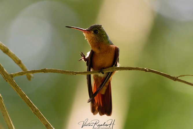 Birdwatching at The Mayan Cities with certified guide - Why Bacalar’s Mayan setting is perfect for birdwatching
