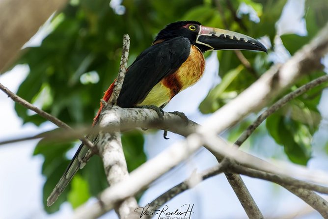 Birdwatching at The Mayan Cities with certified guide - How the half-day timing usually plays out