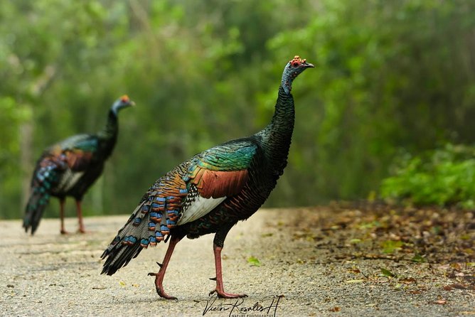 Birdwatching at The Mayan Cities with certified guide - Snacks and a private group make the experience feel personal
