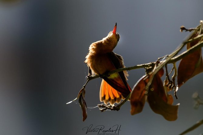 Birdwatching at The Mayan Cities with certified guide - Mobile ticket, English language, and what to expect for communication