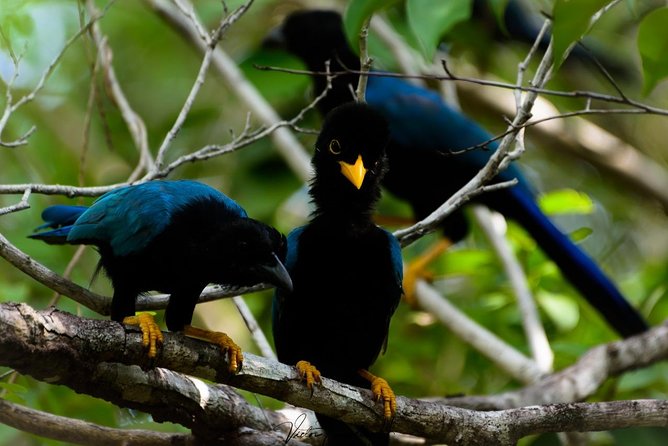 Birdwatching at The Mayan Cities with certified guide - What you should bring or plan for (based on how this day runs)