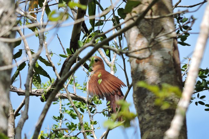 Birdwatching Cancun - A 6-person sunrise bird hunt from Cancun